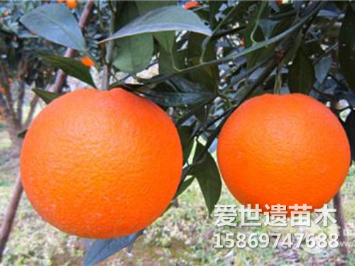 红心脐橙