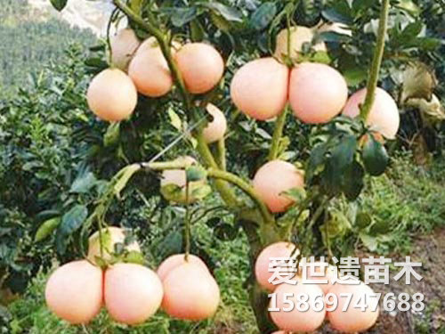 三红蜜柚