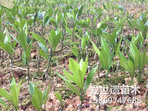 一年裸生果苗