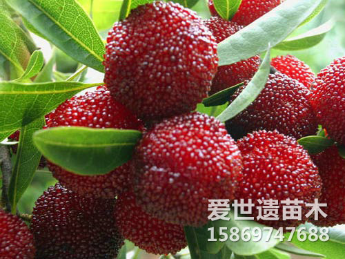 杨梅果子