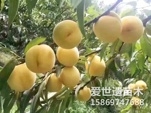 黄桃果子
