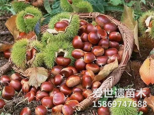 板栗