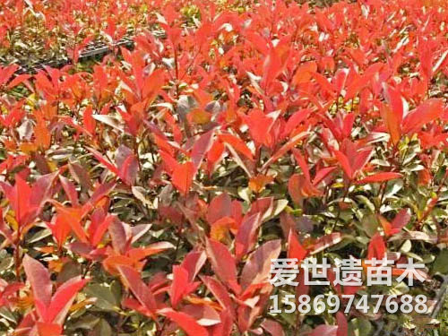红叶石楠苗