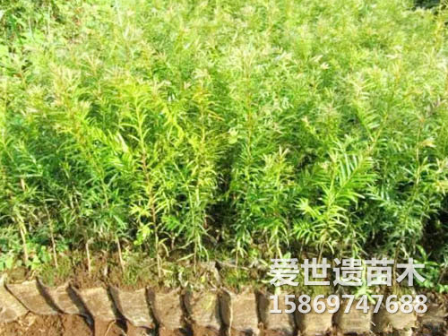 红豆杉苗（近）