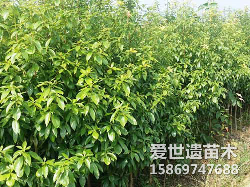 小叶金丝楠木苗（远）
