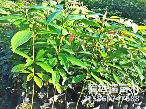 金丝楠木苗