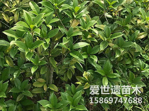 桂花苗