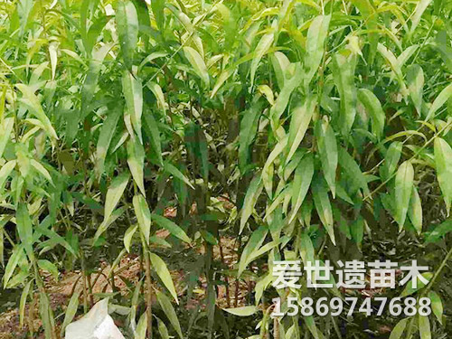 黄桃苗