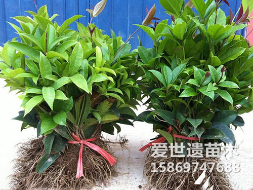 桂花苗（捆）