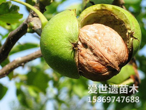 核桃成熟自动脱壳