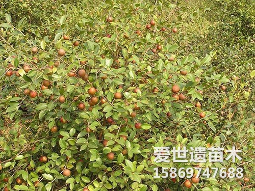 湘林69油茶