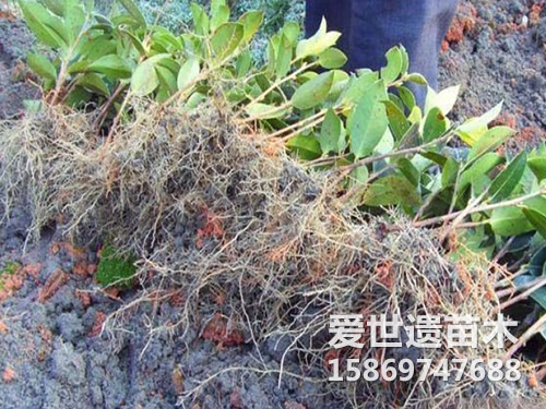 油茶裸根苗