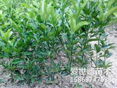 金桔苗
