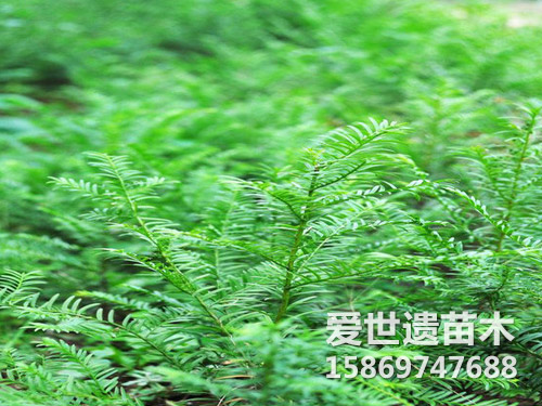 红豆杉