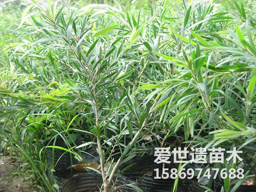 红千层苗