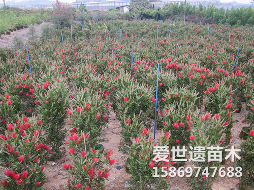 红千层苗