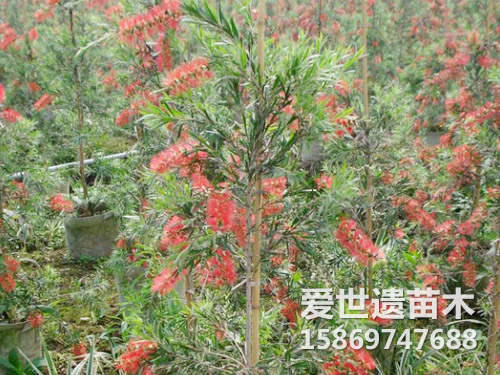 红千层杯植