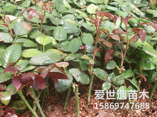 玫瑰杯苗