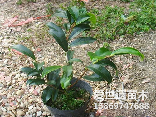 山茶花杯苗