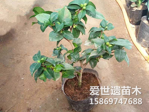 山茶花盆栽