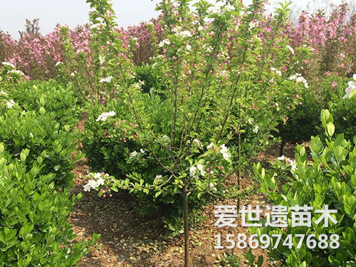 樱花苗植