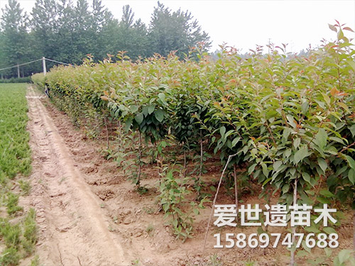 樱花 苗