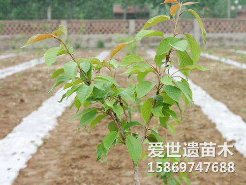 樱花基苗