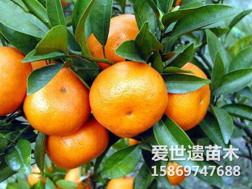 砂糖桔