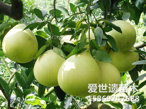 台湾蜜柚